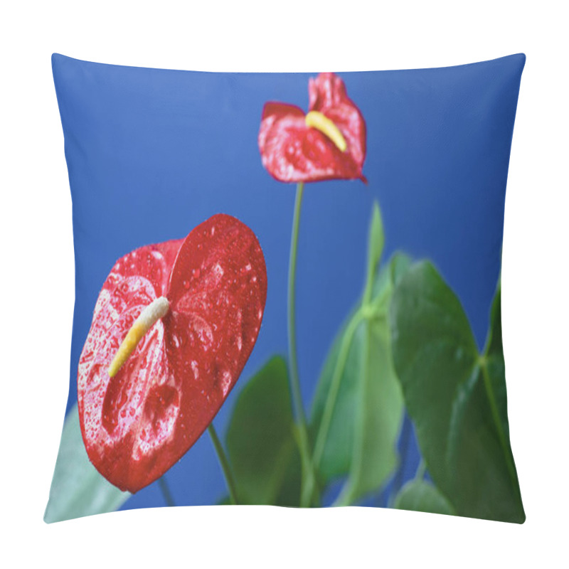 Personality  Close Up View Of Red Anthuriums With Water Drops And Green Leaves Isolated On Blue Background  Pillow Covers