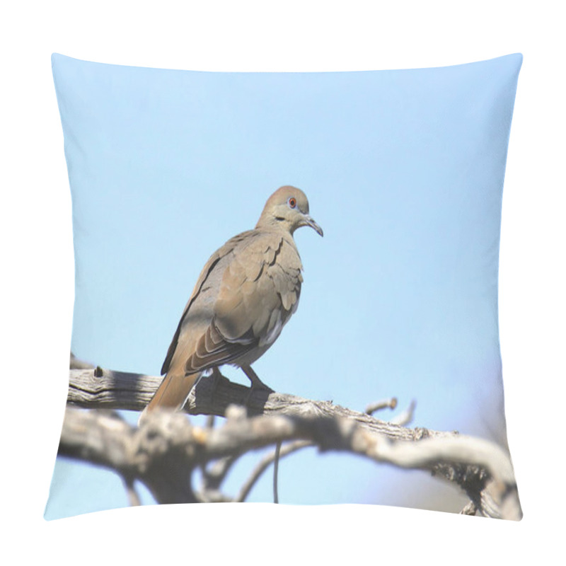 Personality  White-winged Dove (zenaida Asiatica) Pillow Covers