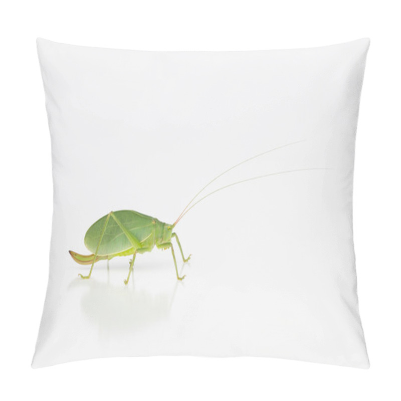 Personality  Female Katydid With Ovipositor Pillow Covers