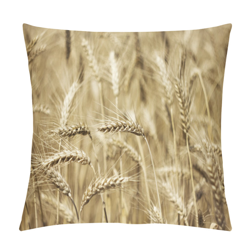 Personality  Fields Of Wheat Pillow Covers