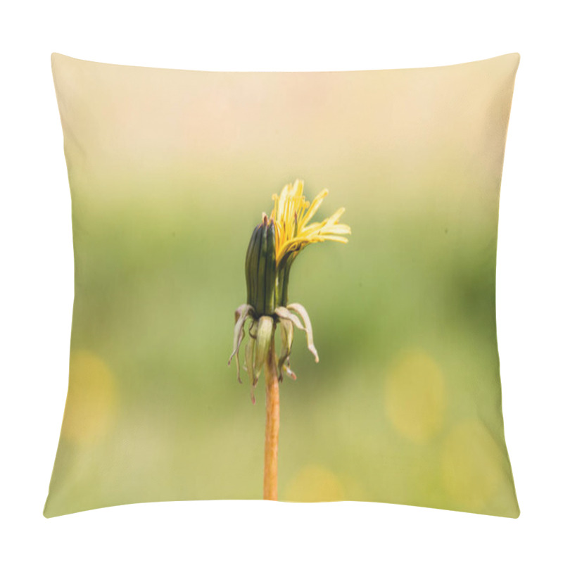 Personality  Dandelions In The Garden,white Seed Ball. Close Up With Bokeh.A Bud, A Flower Blooms, Seeds. Life Cycle. Stages Of Life, Seasons. Childhood And Youth, Youth And Old Age. Step By Step Pillow Covers