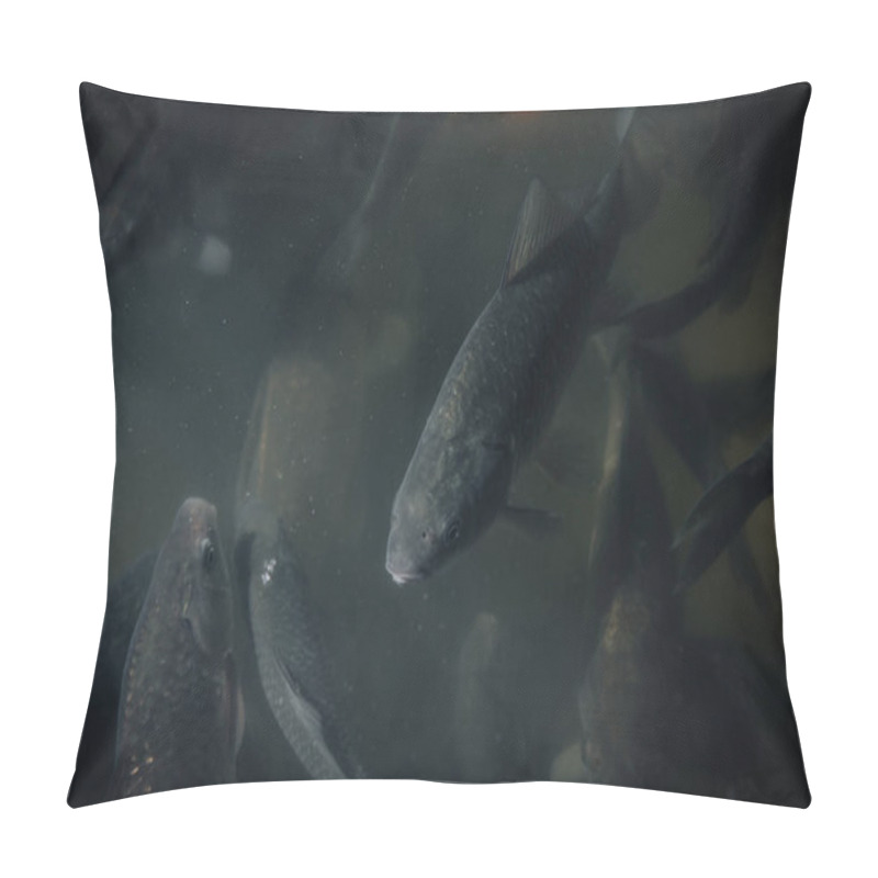 Personality  Close Up View Of Flock Of Black Carps Swimming Underwater Pillow Covers