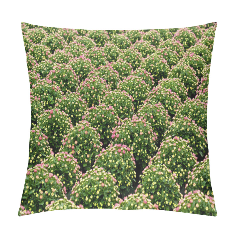 Personality  Rows Of Ornamental Chrysanthemum Plants Pillow Covers