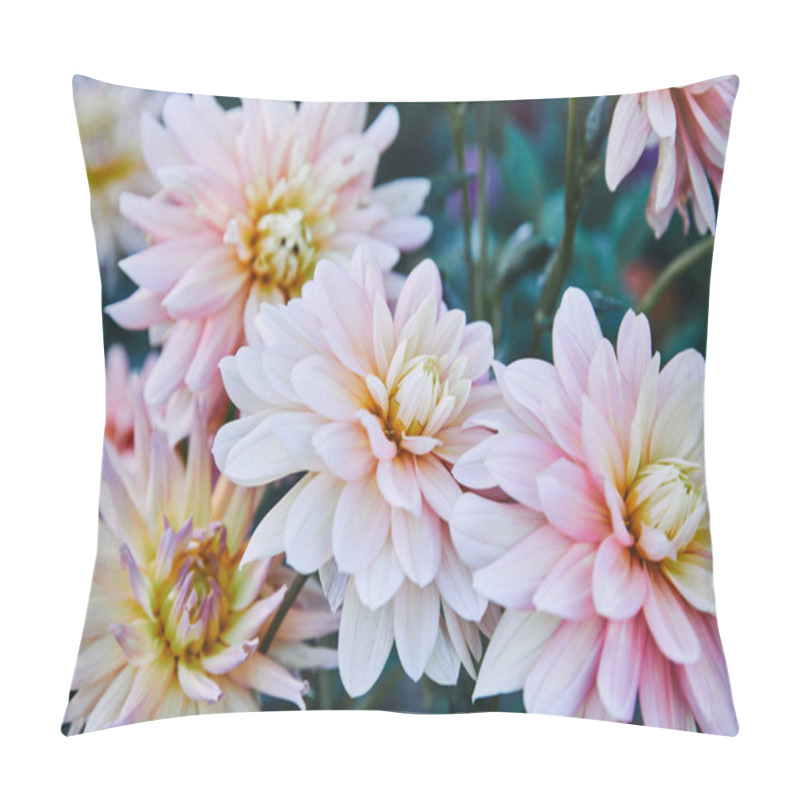 Personality  Beautiful White And Purple Golden Daisy Flowers In Garden Pillow Covers