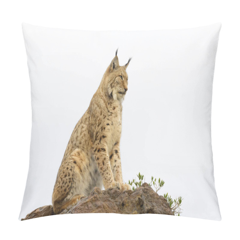 Personality  Eurasian Lynx (Lynx Lynx), Sitting On Top Of A Rock At Sunset, Cabarceno Natural Park, Cantabria, Spain Pillow Covers