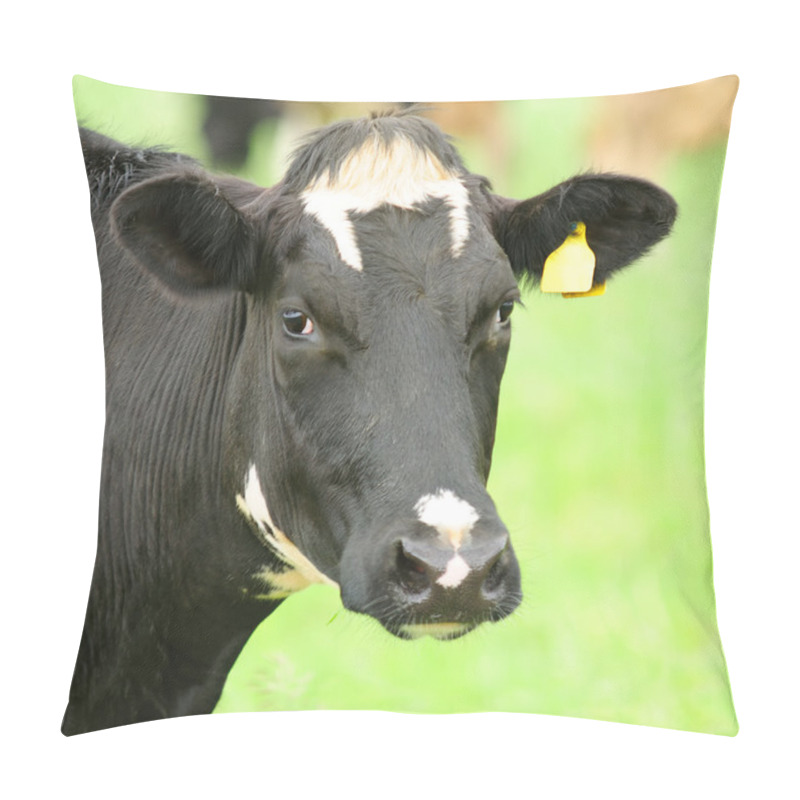 Personality  Cow Close-Up Looking At Camera Pillow Covers