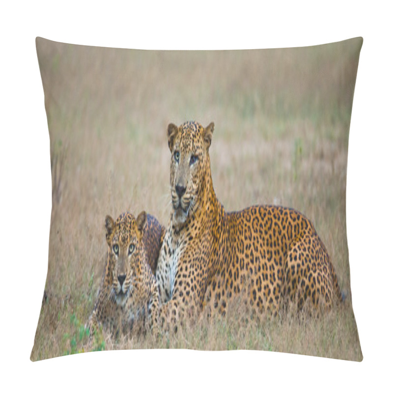 Personality  Pantheras Pardus Kotiya Pillow Covers