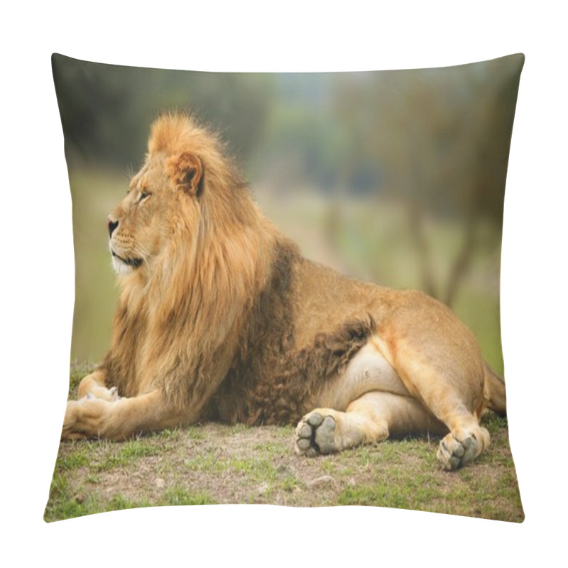 Personality  Beautiful Lion Wild Male Animal Portrait Pillow Covers