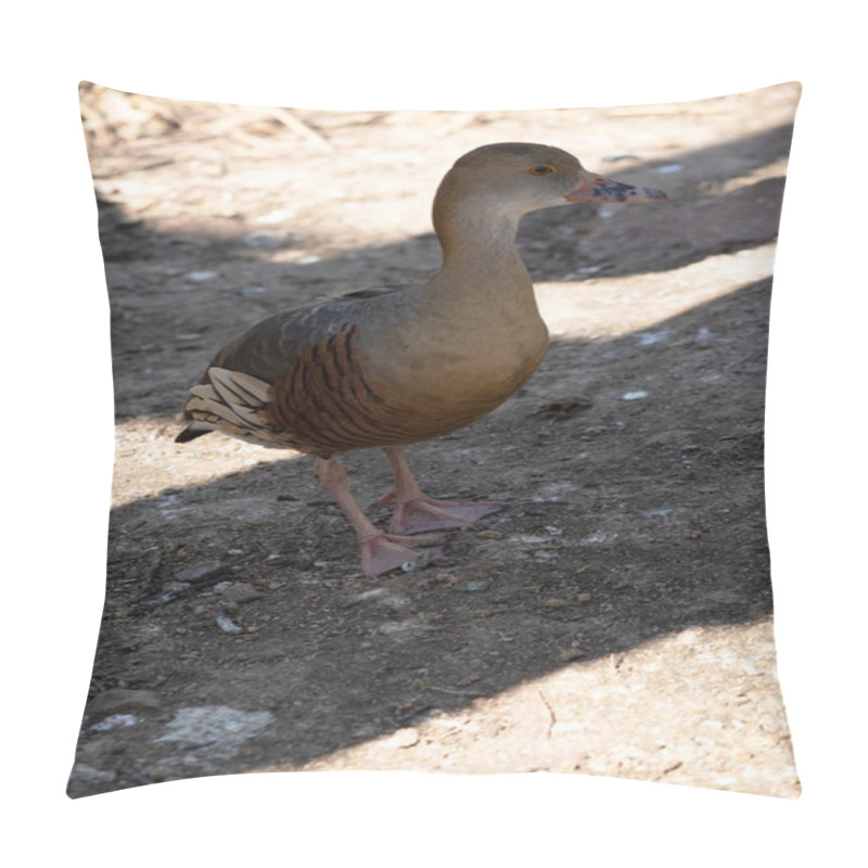 Personality  The Plumed Whistling Duck's Face And Fore-neck Are Light, The Crown And Hind Neck Are Pale Brown And The Brown Feathers Of The Upper Back Are Edged Buff. Pillow Covers