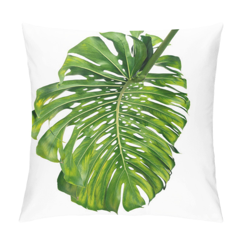 Personality  Monstera Deliciosa Leaf Or Swiss Cheese Plant, Isolated On White Background, With Clipping Path Pillow Covers