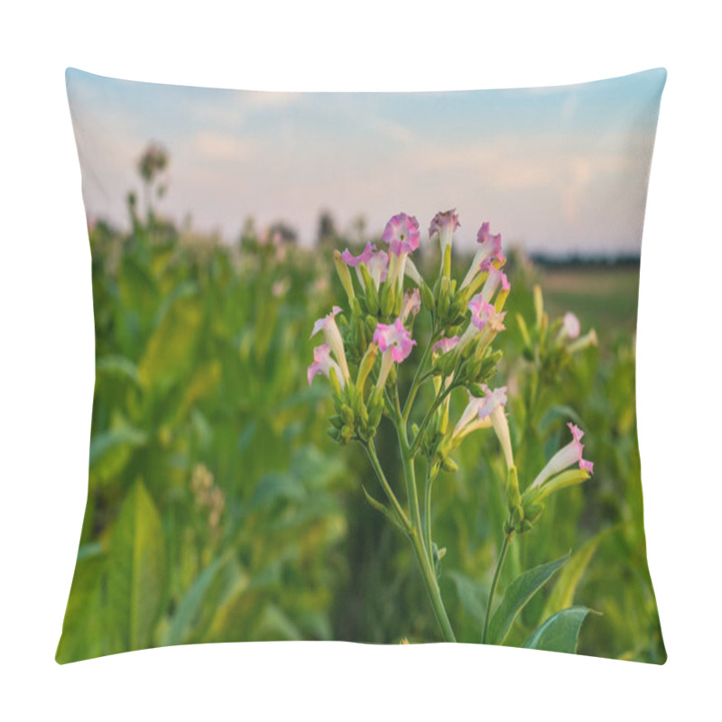 Personality  Tobacco Plantation With Maturing Leaves And Blossoming Flowers Pillow Covers