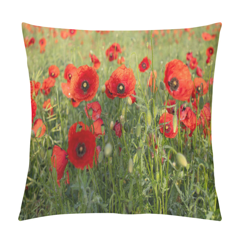 Personality  Beautiful Field Of Vibrant Red Poppies In Full Bloom On A Sunny Day With Lush Green Stems And Buds. Concept Of Peaceful Nature, Blooming Flowers Pillow Covers