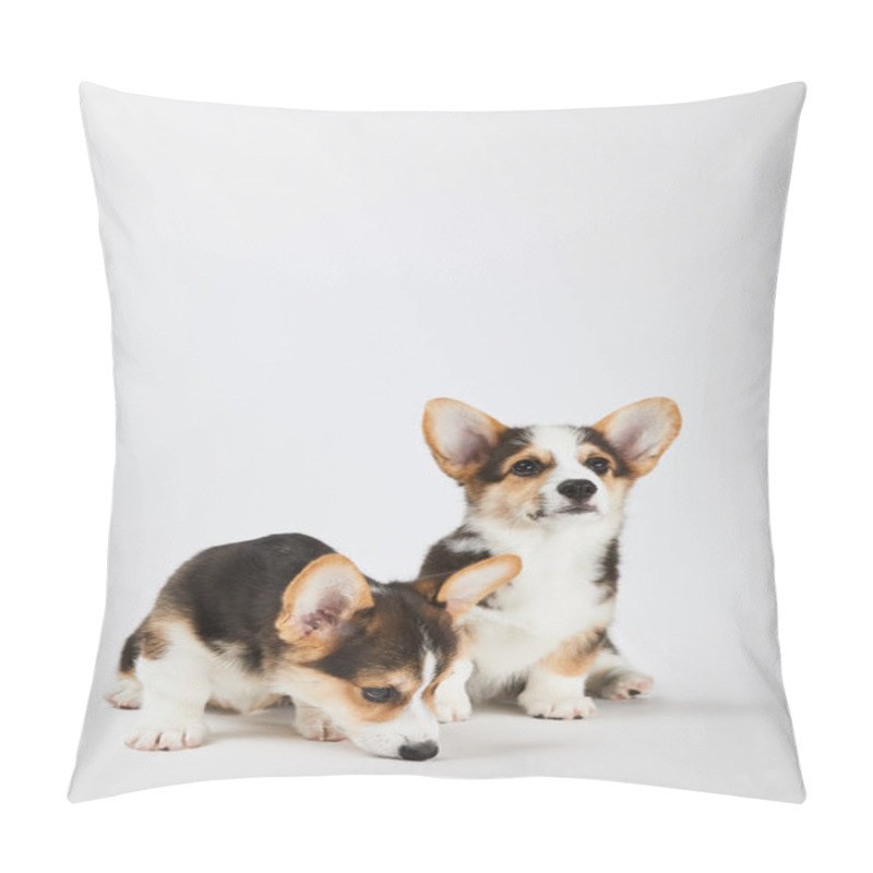 Personality  Fluffy Welsh Corgi Puppies On White Background Pillow Covers