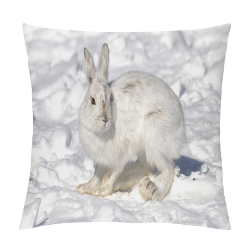 Personality  Snowshoe Hare (Lepus Americanus) Posing In The Winter Snow In Canada Pillow Covers