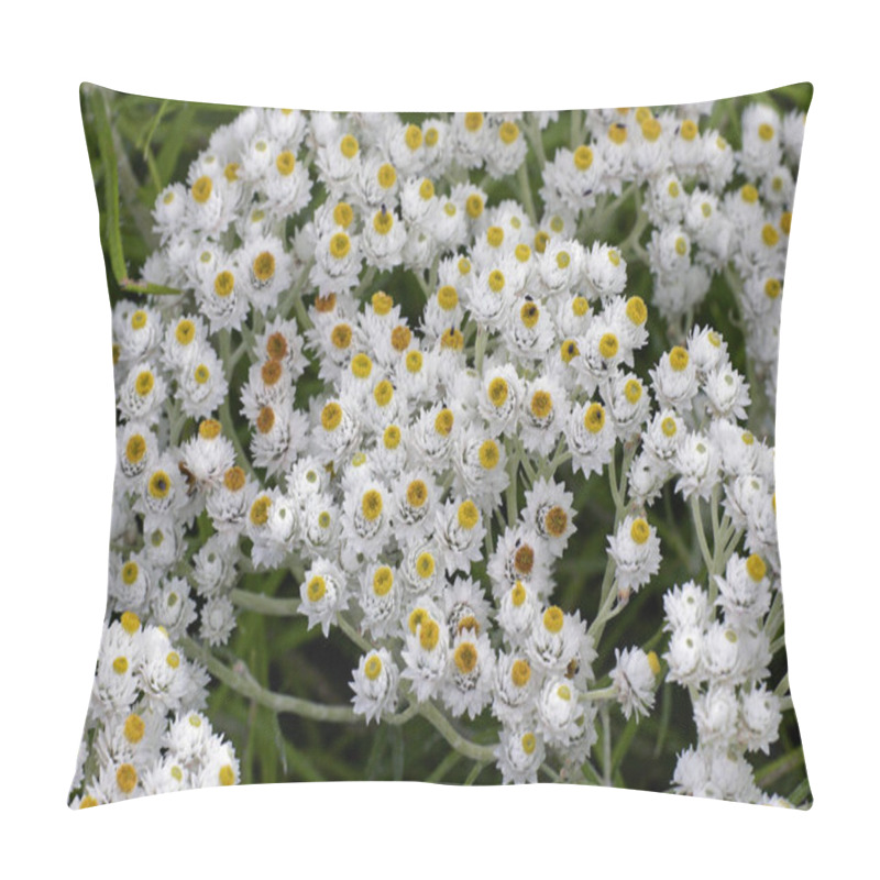 Personality  Flowering Pearly Everlasting (Anaphalis Margaritacea) Pillow Covers