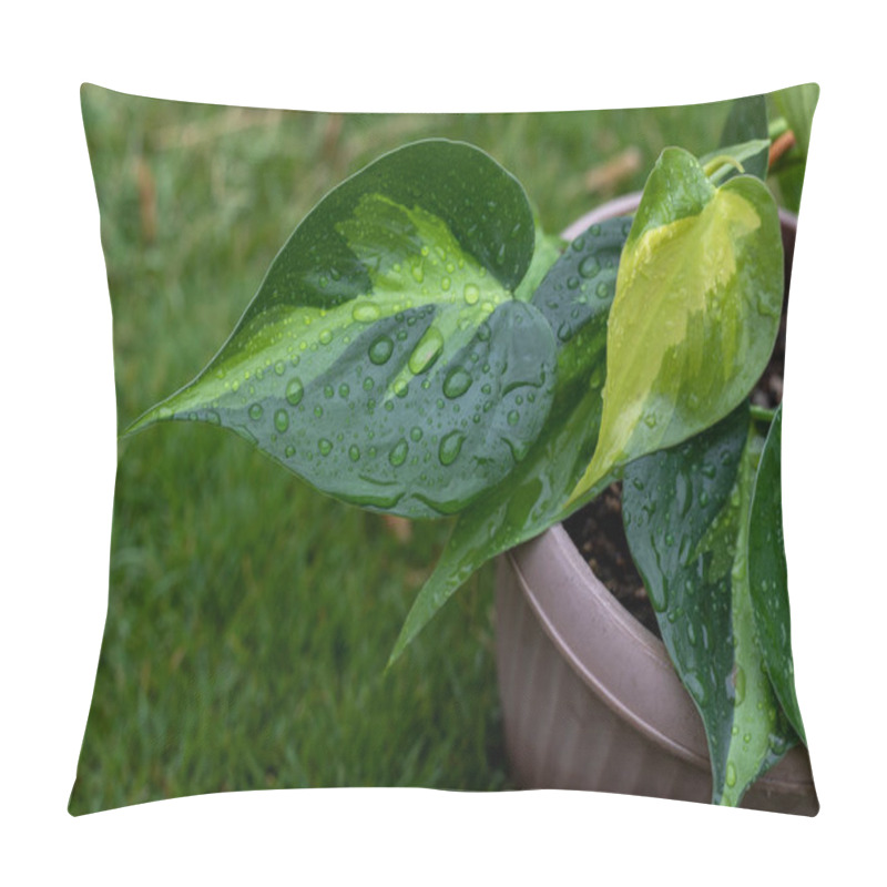 Personality  Philodendron Hederaceum Variegated Heart Leaf Closeup Pillow Covers