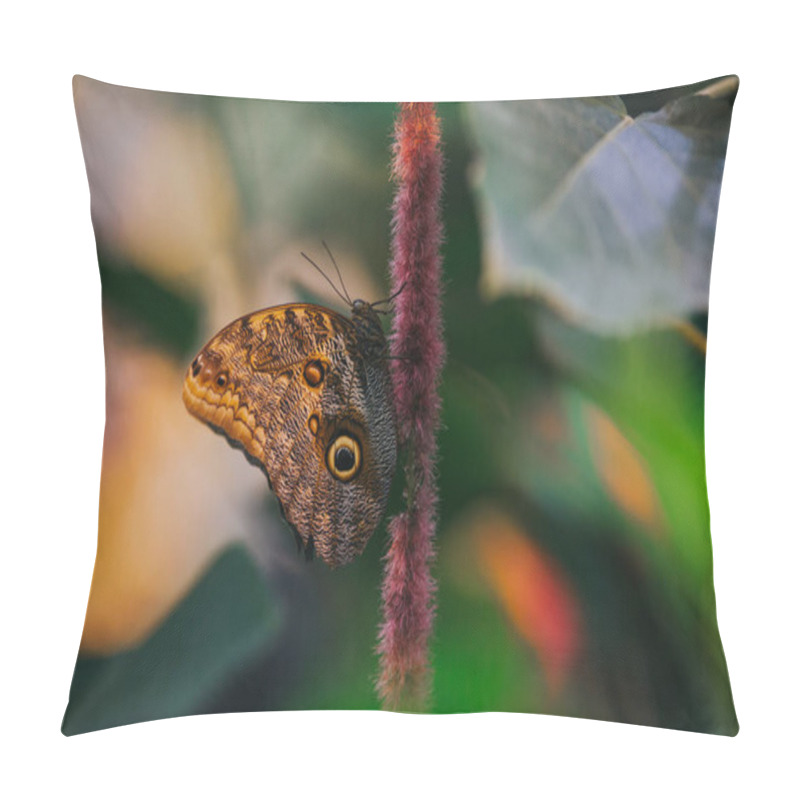 Personality  Forest Giant Owl Butterfly (Caligo Eurilochus) Pillow Covers