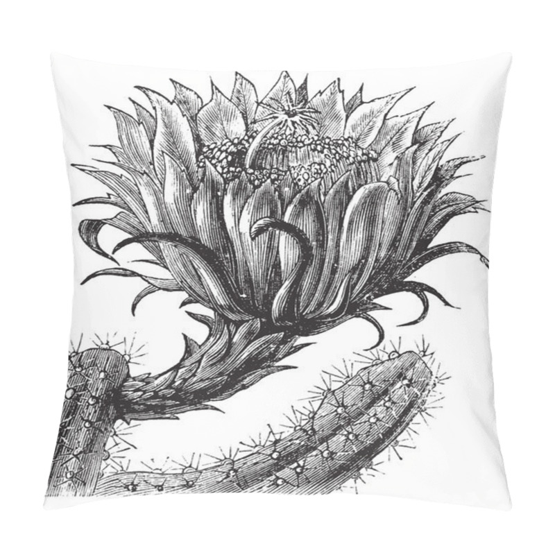 Personality  Nightblooming Cereus Or Queen Of The Night Or Large-flowered Cac Pillow Covers