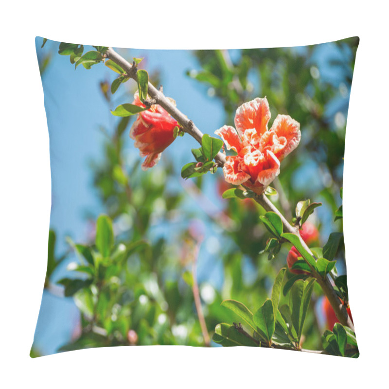 Personality  Flowering Pomegranate Tree In The Roman Forum In Rome, Italy Pillow Covers