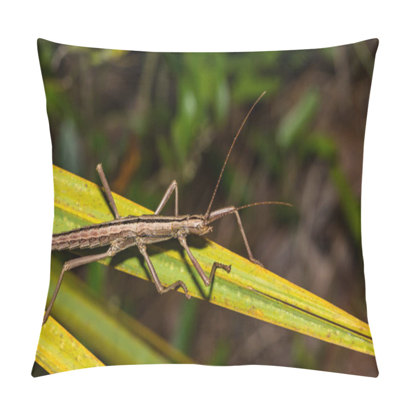 Personality  Southern Two-striped Walkingstick - Anisomorpha Buprestoides Pillow Covers