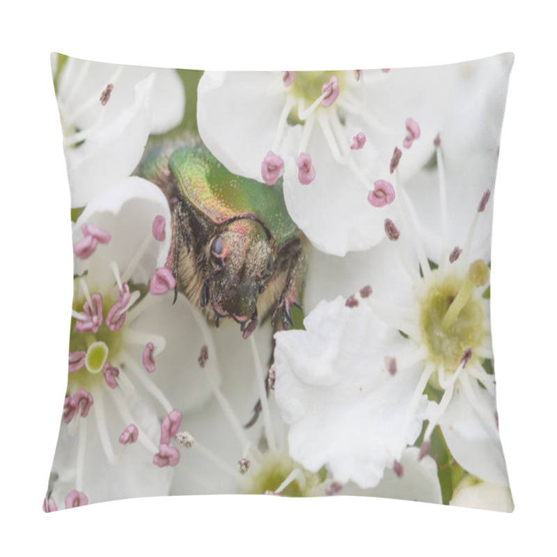 Personality  Green Rose Chafer, Cetonia Aurata Pillow Covers