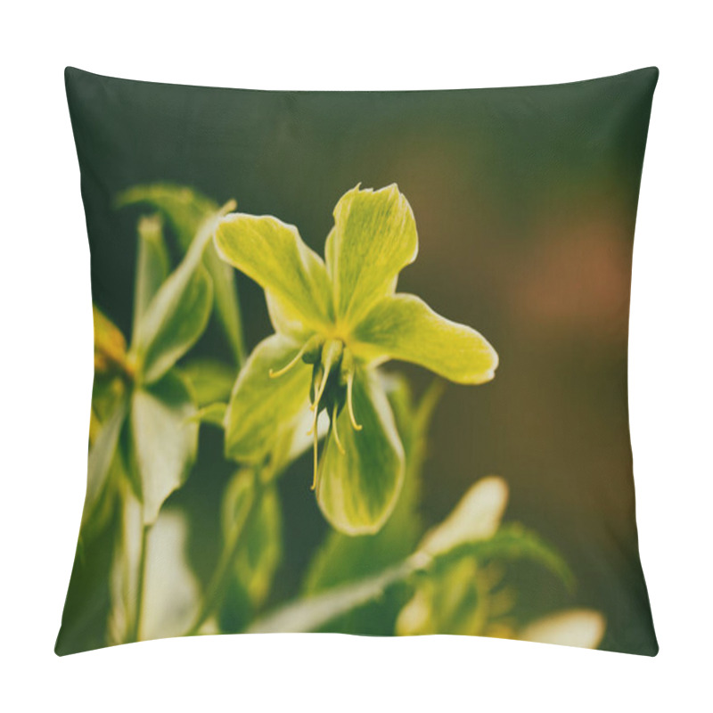 Personality  Helleborus Foetidus Green Buttercup, Frost Wild Flowers Grow In Spring Garden. A Primary Green Flowers Cluster In Bloom. Springtime Nature Awaking.  Pillow Covers