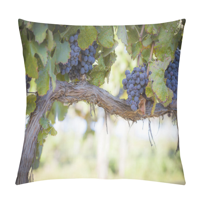 Personality  Lush, Ripe Wine Grapes On The Vine Pillow Covers