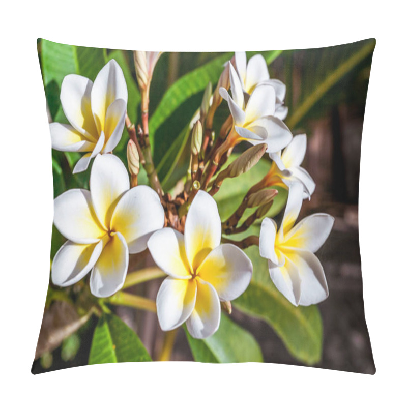 Personality  Frangipani Flowers (plumeria) Pillow Covers