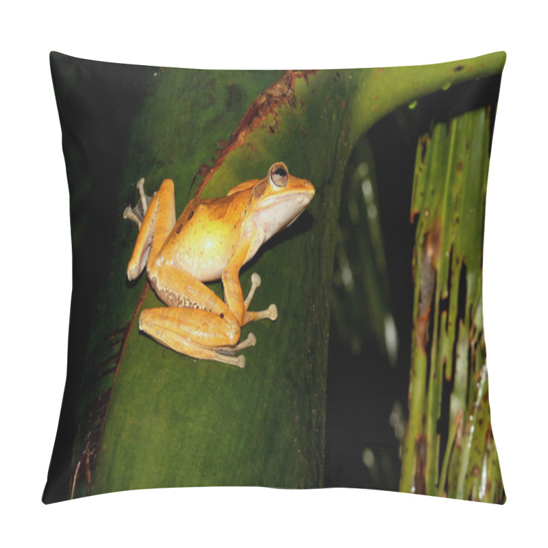 Personality  Western Ghats Tree Frog, Polypedates Occidentalis, Agumbe, Karnataka, India Pillow Covers