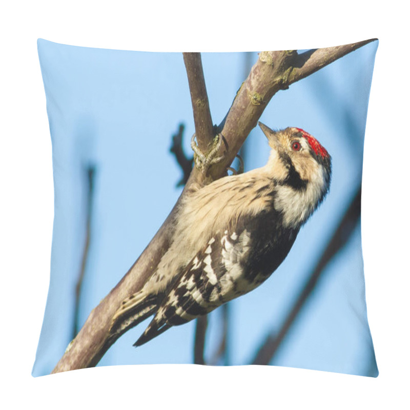 Personality  Lesser Spotted Woodpecker, Dryobates Minor, Dendrocopos Minor. The Smallest Woodpecker Sits On A Tree Branch Pillow Covers