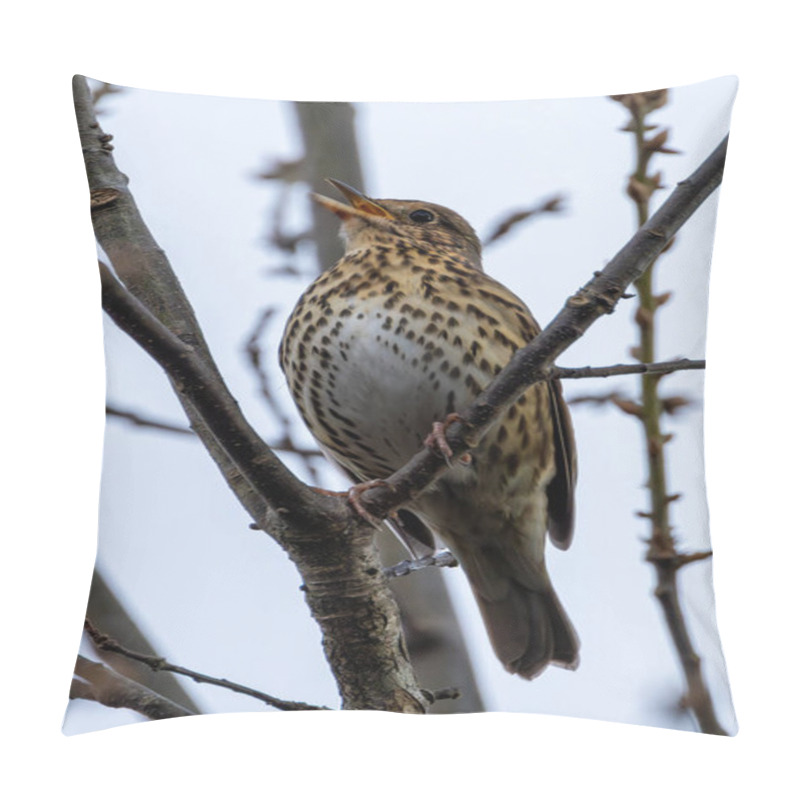 Personality  The Song Thrush (Turdus Philomelos) Eats Insects, Snails, And Berries. Photographed In Father Collins Park, Dublin. Pillow Covers