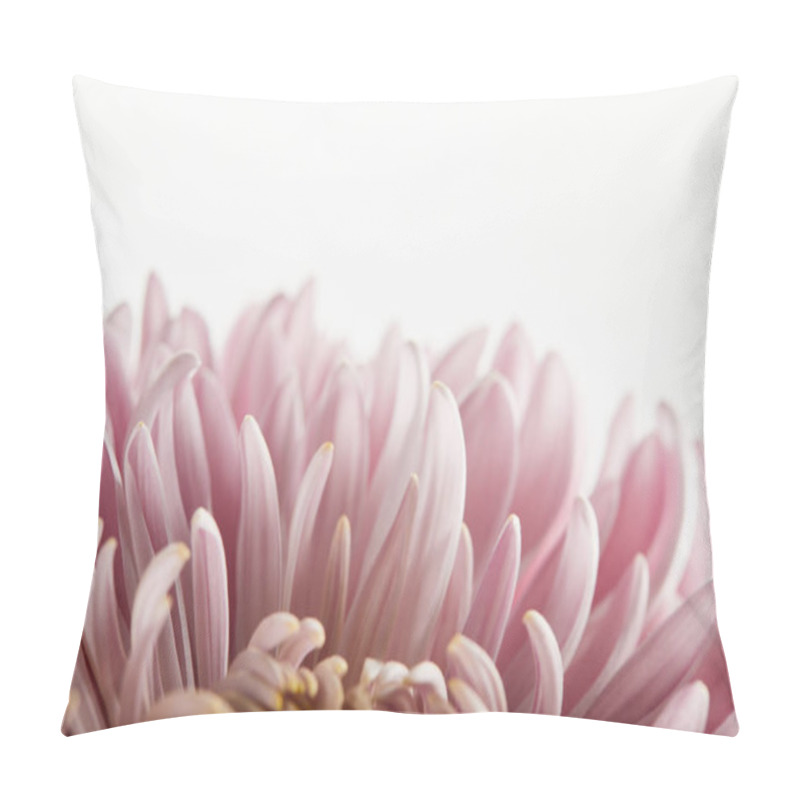 Personality  Close Up View Of Pink Chrysanthemum Isolated On White Pillow Covers