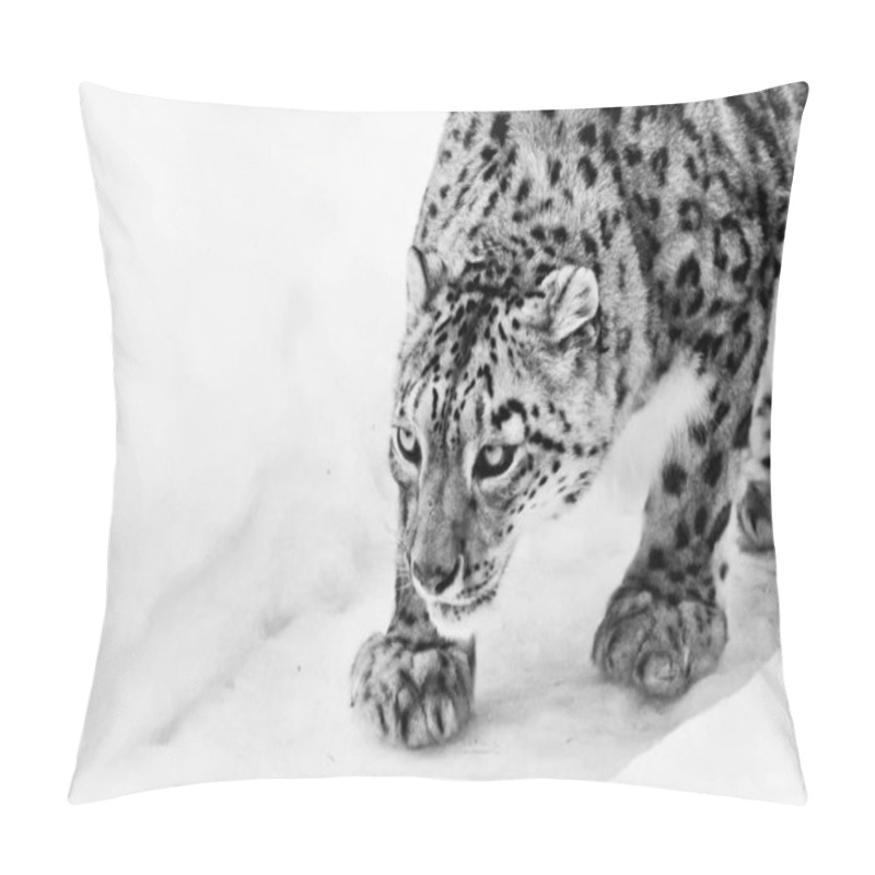 Personality   Snow Leopard Sneaks Up On The Trail, A Big And Strong Cat Sniff Pillow Covers