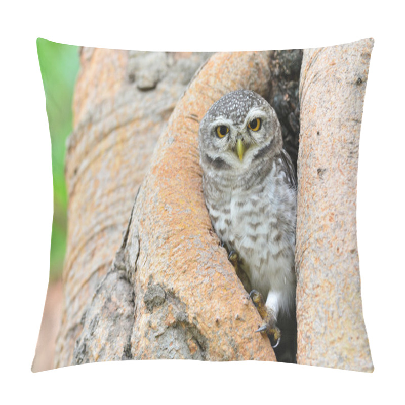 Personality  Spotted Owlet Pillow Covers