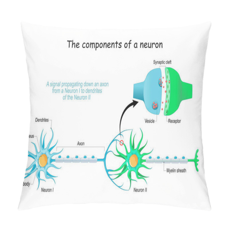 Personality  Neuron Anatomy. Close-up Of A Chemical Synapse, Synaptic Vesicle With Neurotransmitter, And Receptors. Structure Of Synaptic Cleft. Vector Poster Pillow Covers