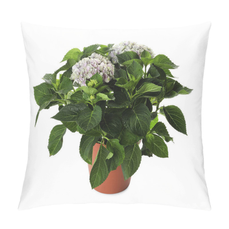 Personality  Beautiful Hortensia Flower In Pot Isolated On White Pillow Covers