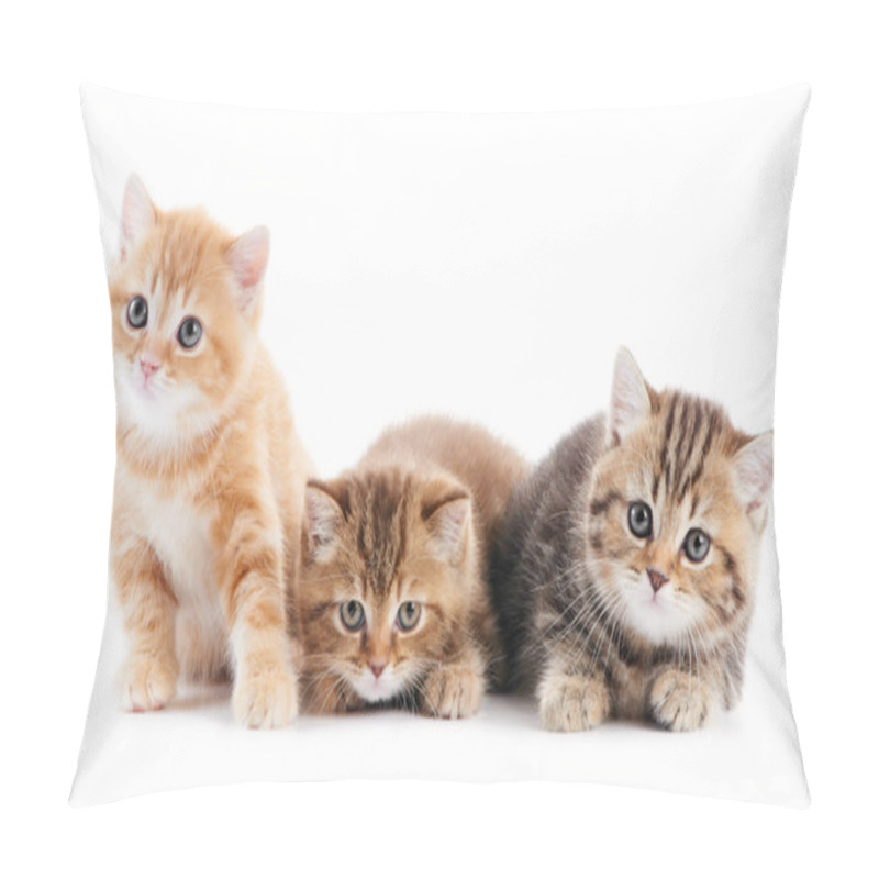 Personality  Little British Shorthair Kittens Cat Pillow Covers