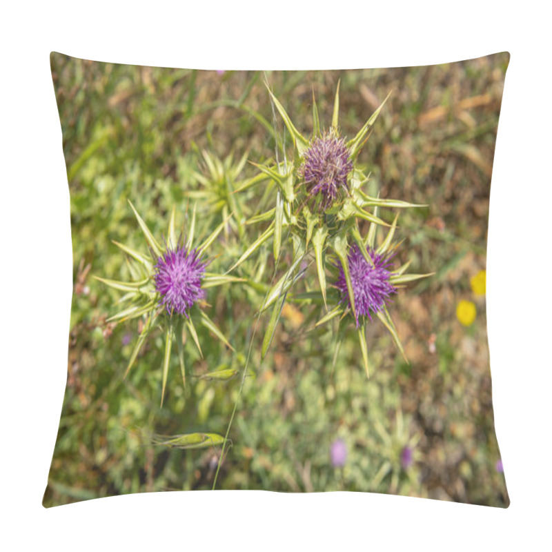 Personality  Close-up Of Borriqueros Thistles, Onopordum Illyricum, Flowers On A Spring Morning On The Mediterranean Island Of Mallorca, Spain Pillow Covers