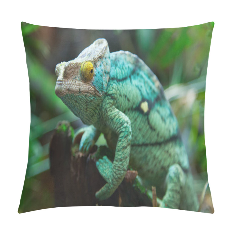 Personality  Chameleon On Green Grass Pillow Covers