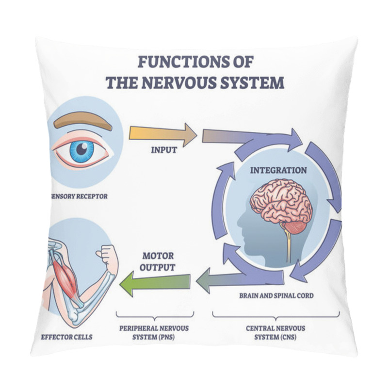 Personality  Functions Of Nervous System From Receptor Input To Effector Outline Diagram. Labeled Educational Steps With Sensory Integration In Brain And Spinal Cord And Motor Output With CNS Vector Illustration. Pillow Covers