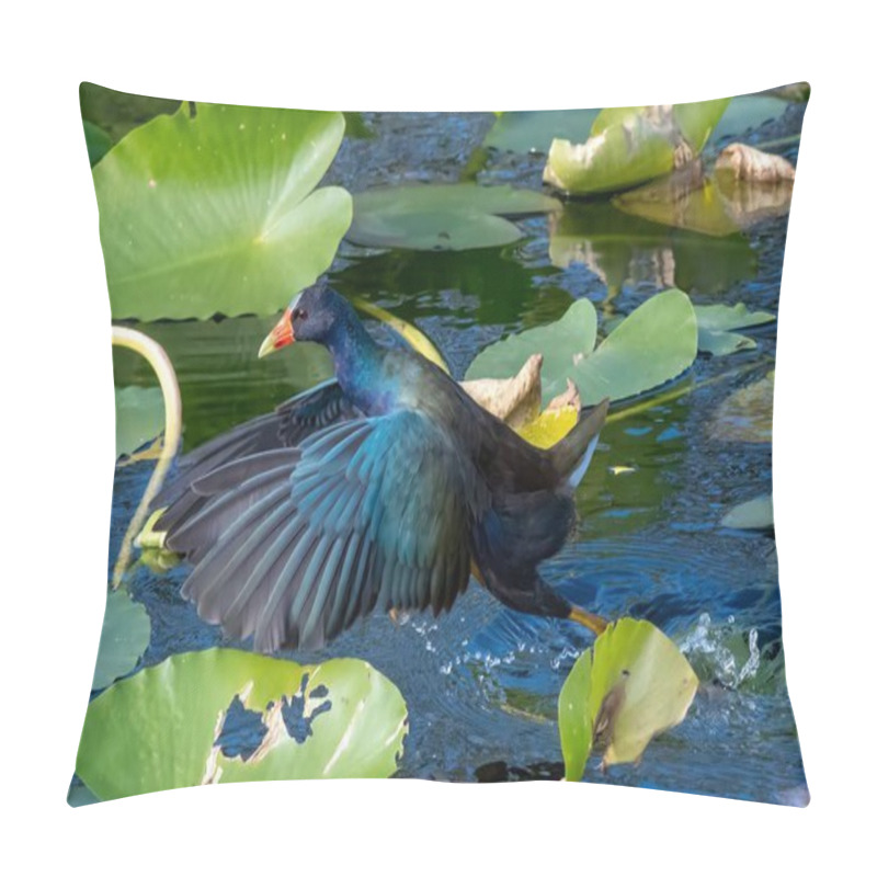 Personality  Purple Gallinule - Porphyrio Martinica - Walking On Spatterdock On Anhinga Trail In Everglades National Park, Florida On Sunny Autumn Afternoon. Pillow Covers