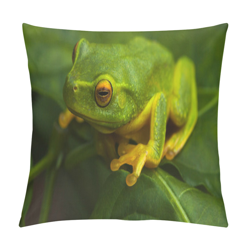 Personality  Green Frog Pillow Covers