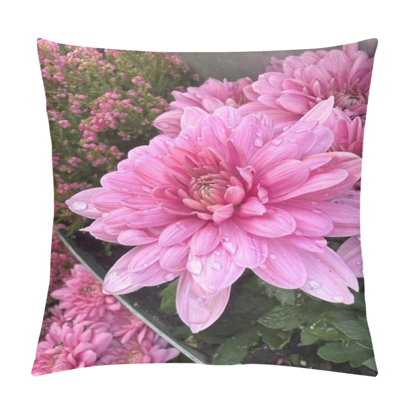 Personality  Delicate Light Pink Chrysanthemum Grandiflorum Flowers Covered In Morning Dew Droplets, Adding A Fresh And Serene Touch. Pillow Covers