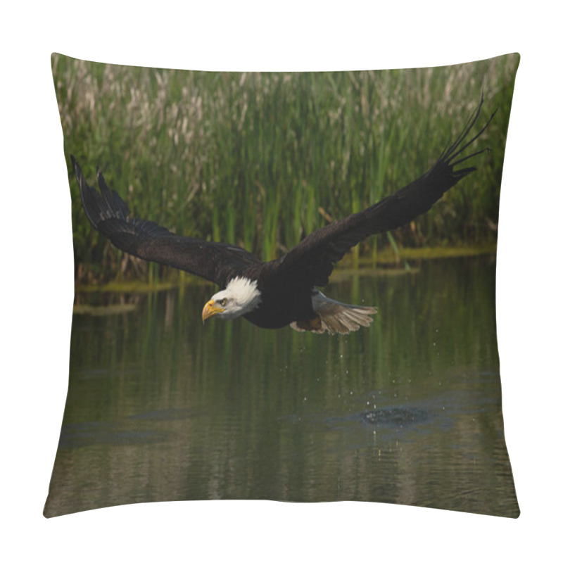 Personality  A Trained Bald Eagle In Flight. Haliaeetus Leucocephalus Pillow Covers