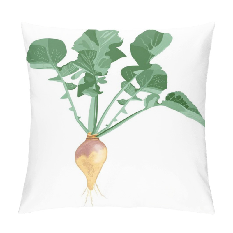 Personality  Rutabaga For Banners, Flyers, Posters, Cards. Swede With Leaves. Fresh Organic And Healthy, Diet And Vegetarian Root Vegetables. Vector Illustration Isolated On White Background Pillow Covers