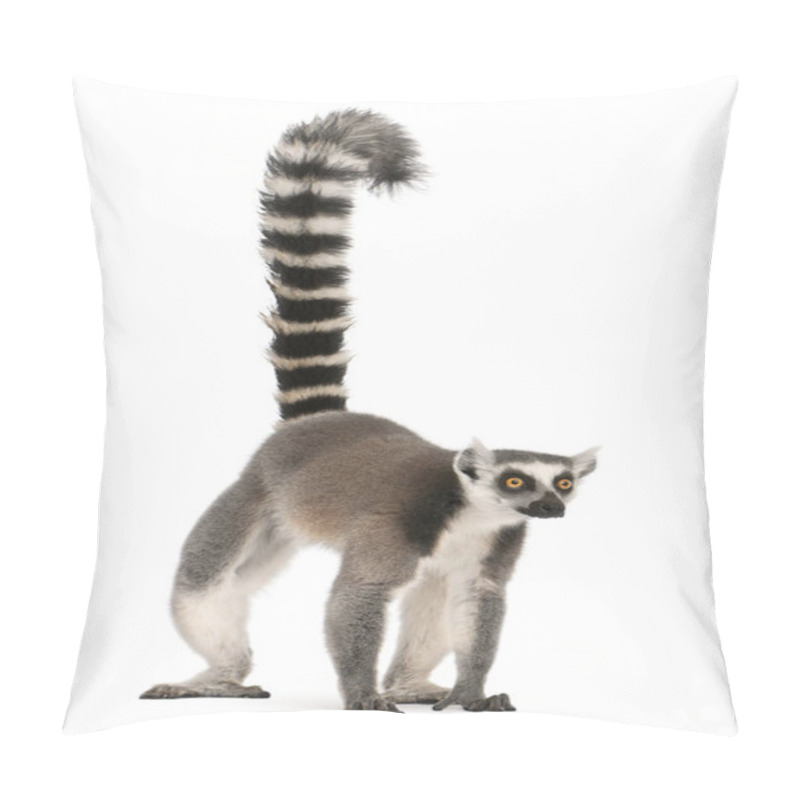 Personality  Ring-tailed Lemur, Lemur Catta, 7 Years Old, In Front Of White B Pillow Covers