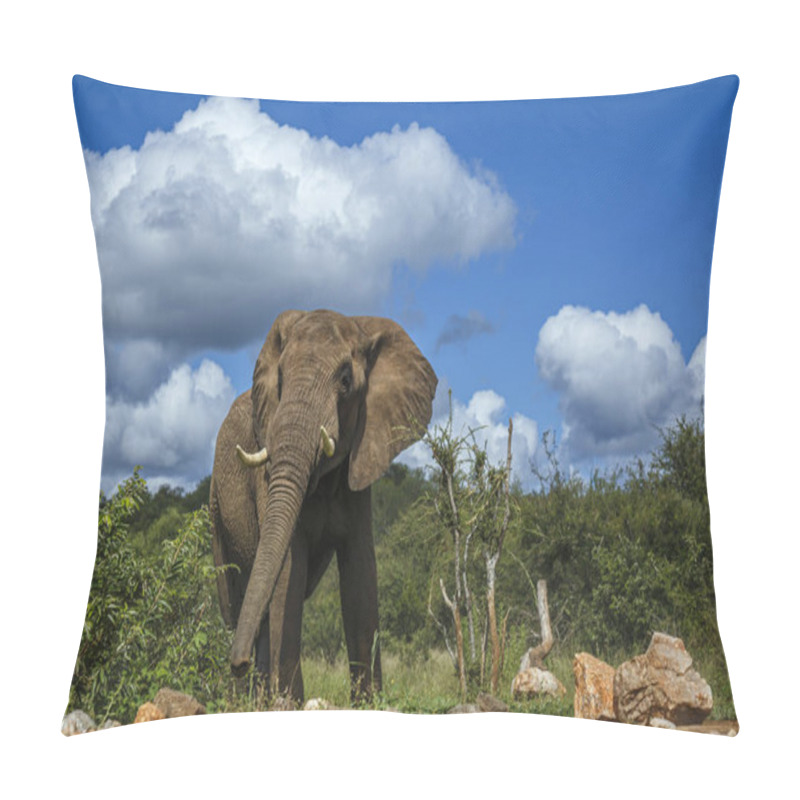 Personality  African Bush Elephant Standing Front View Along Waterhole In Kruger National Park, South Africa ; Specie Loxodonta Africana Family Of Elephantidae Pillow Covers