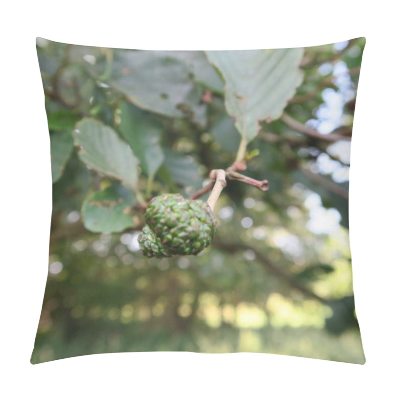 Personality  Closeup Of Alnus, A Straight-growing Deciduous Tree Pillow Covers