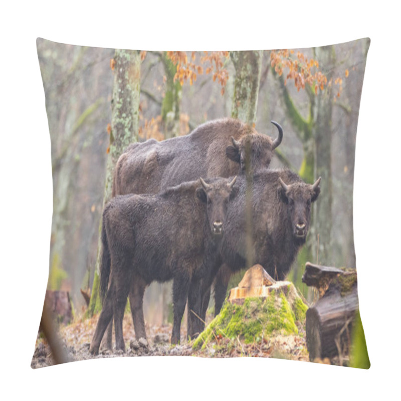 Personality  European Bison(Bison Bonasus) Herd Pillow Covers