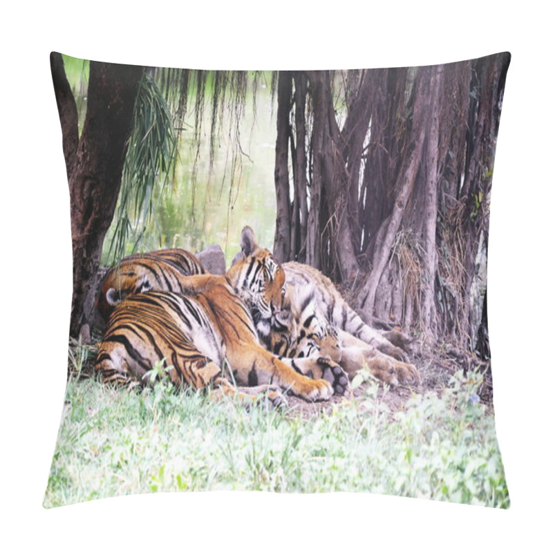 Personality  Bengal Tigers Lay Down In The Afternoon Pillow Covers